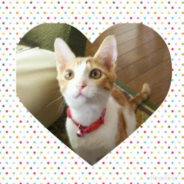 本日の譲渡会に出席します‼️