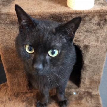 優しい黒猫さん