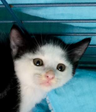 可愛い子猫です♪