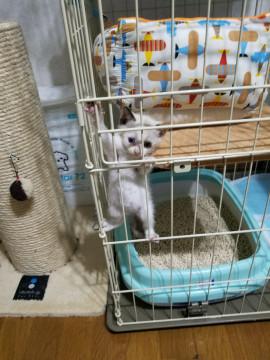 シャム風の白猫さん