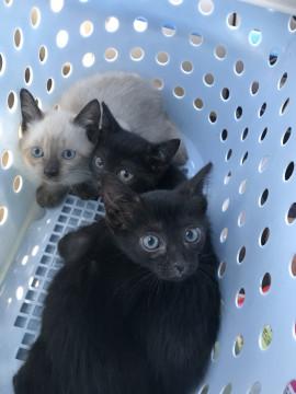 生後1ヶ月ほどの仔猫