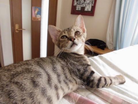 動画あり 困り顔の甘えん坊