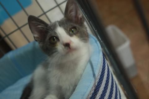 3ヶ月子猫　人なつこい男の子　グレー