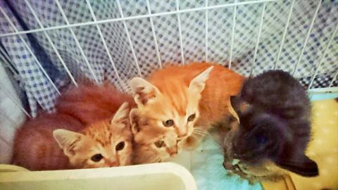 そっくり！五つ子猫★チャトラ＆キジトラ