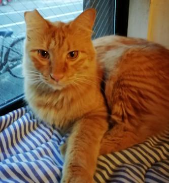 ボンボン尻尾のチャトラ長毛１-２歳オス