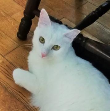 高貴な白長毛１-２歳オス