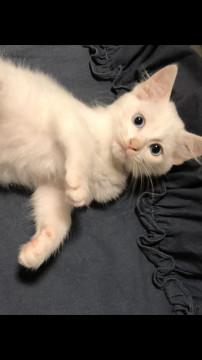 耳が聞こえないけどおてんば元気真白美猫