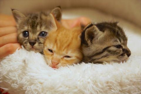 生後１ヶ月♥仲良し３兄弟