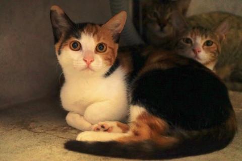 美猫な三毛猫ちゃん