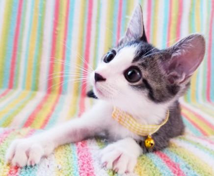 元気で人懐っこいキジシロくん♂