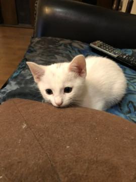 正式譲渡♥ミーシャくん