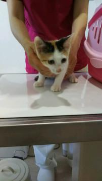 きれいな三毛柄三毛猫です。