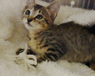 良くなれて　性格のいい子