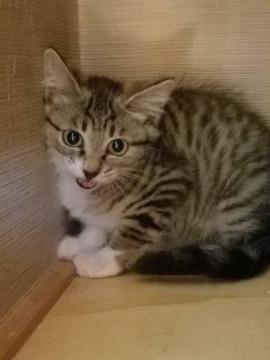 かわいいしずちゃん