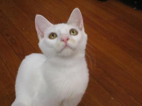 ちゃっかりりっか（六花）