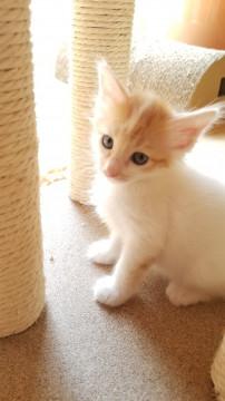 保健所からのレスキュー チャシロちゃん