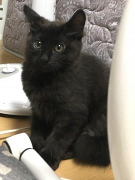 黒猫の男の子