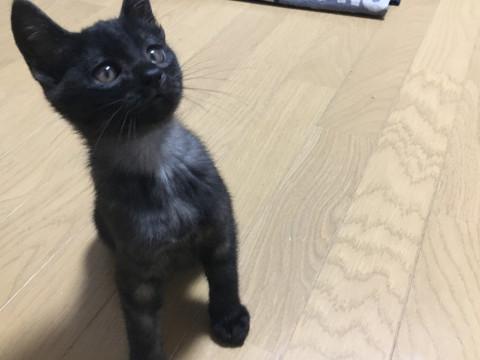 黒猫の男の子