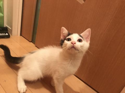 かわいい❤️立ち耳スコティッシュちゃん