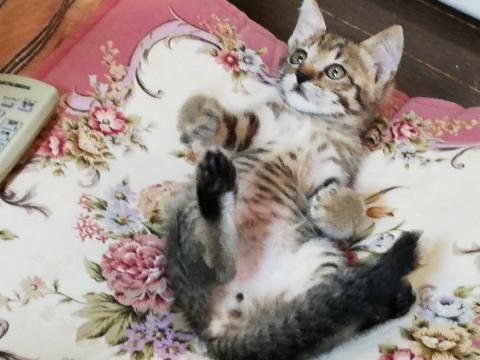 甘えん坊のキジちび君