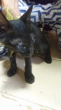 なついてる黒の女の子です。