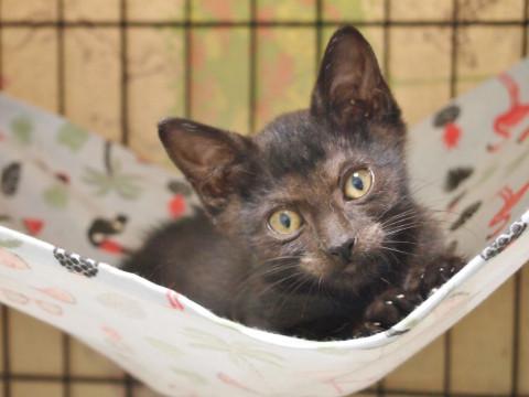 黒猫好き必見！　人なつこいチビ黒猫くん