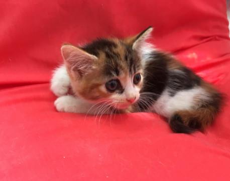 ぬいぐるみ三毛ちゃん1ヶ月