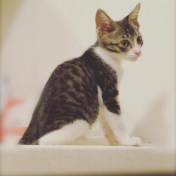 元気いっぱい!甘えん坊のキジ白男の子