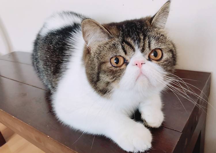 猫の里親募集 エキゾチックショートヘア ネコジルシ 猫の里親募集 エキゾチックショートヘア ネコジルシ