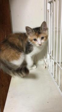 三毛、ふわふわ長毛