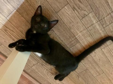 おとなし目で女の子らしい黒子猫　3カ月