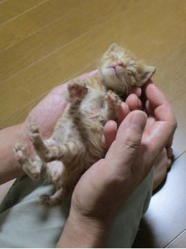 よく眠る赤ちゃん