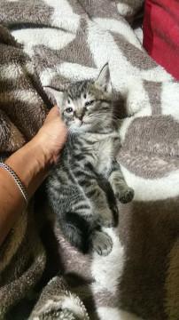 小さい保護仔猫①