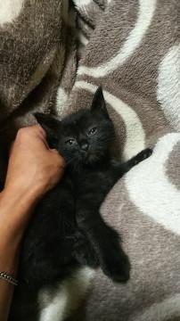 小さい保護仔猫②