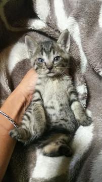小さい保護仔猫③