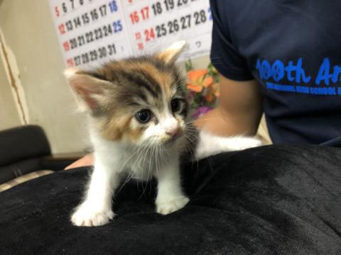 生後1ヶ月の可愛い三毛猫