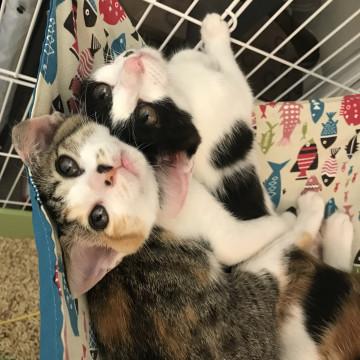 お目目ぱっちりシマ三毛ちゃん
