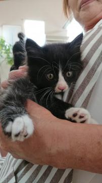 ふわふわモフモフの可愛い長毛の子猫ちゃん