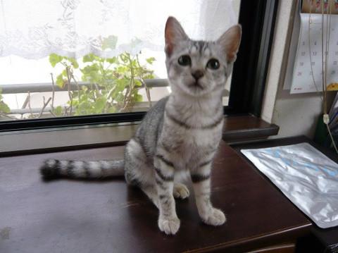 甘えん坊のさばトラ君