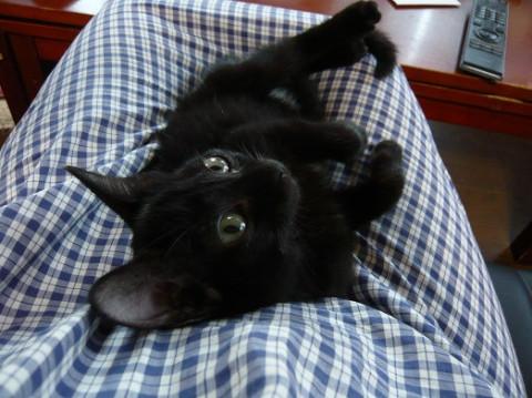 甘えん坊のくろちゃん