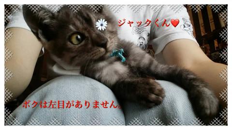 お迎え待ちです❤️片目のジャック❤️