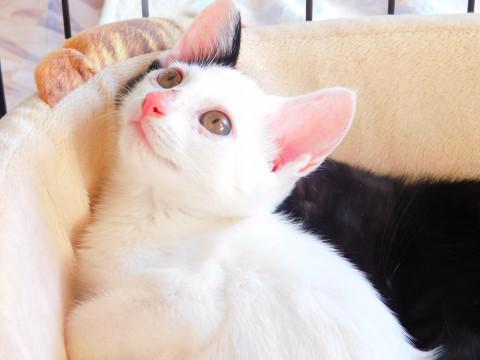 甘えん坊の女の子 変わった柄の可愛い子猫