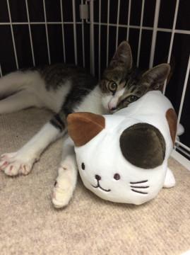 甘えん坊のキジ白の子猫ちゃん