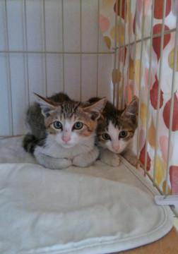 2ヵ月後半くらいの仲良し兄妹