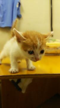 生後2週間の子猫（3兄弟）　里親募集