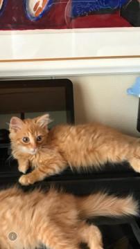 毛長 茶トラの メロ君です。