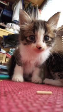 ふわふわ、仔猫