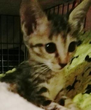 キジ猫　1か月　メス