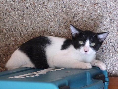 ３ヶ月の女の仔