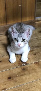 美猫  イケメン保護猫くん♪